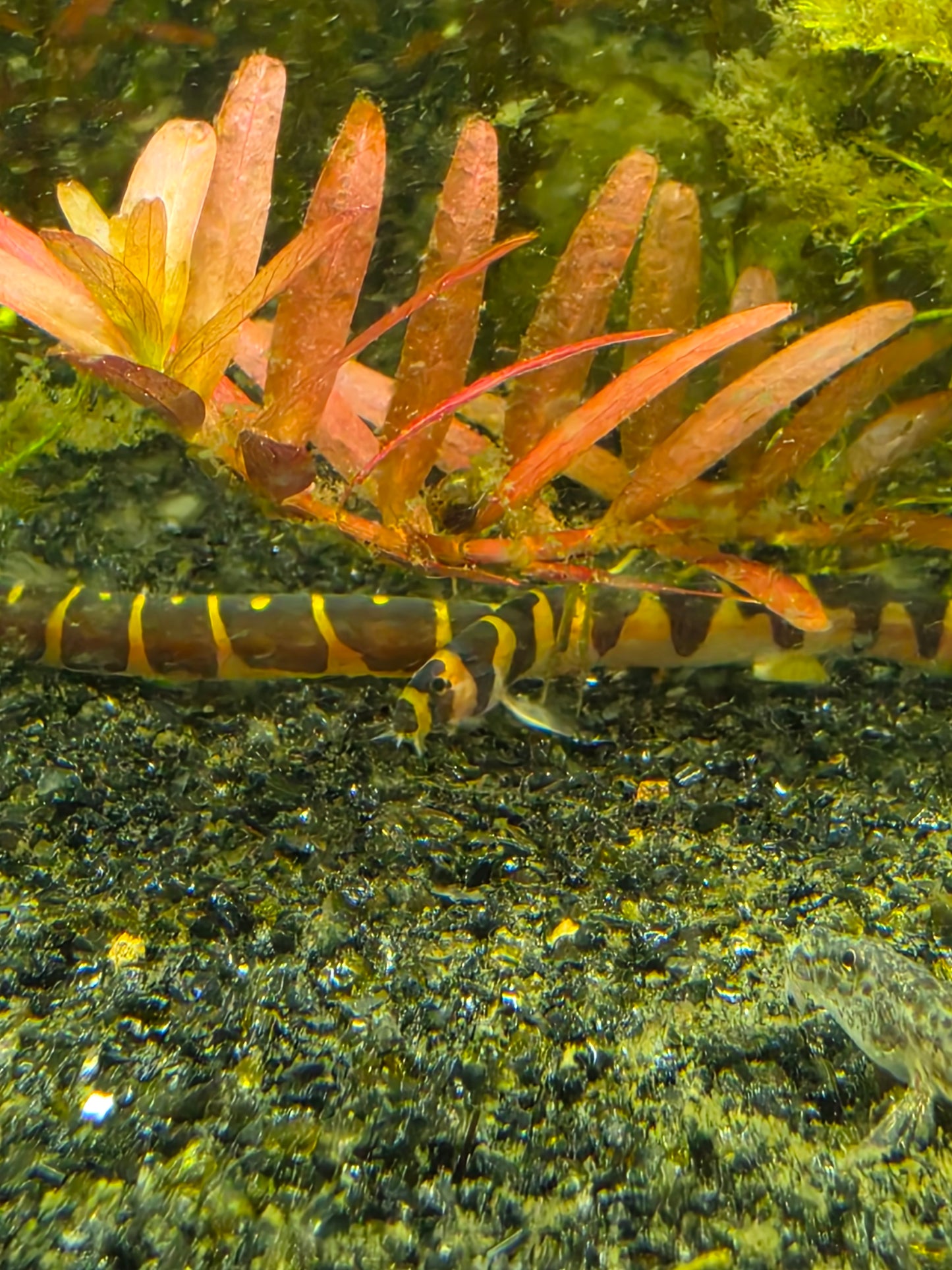 Banded kuhli loach