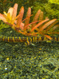 Banded kuhli loach