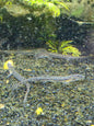 Horseface loach