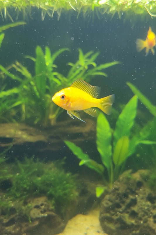 Gold ram