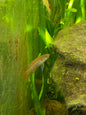 Scarlet badis