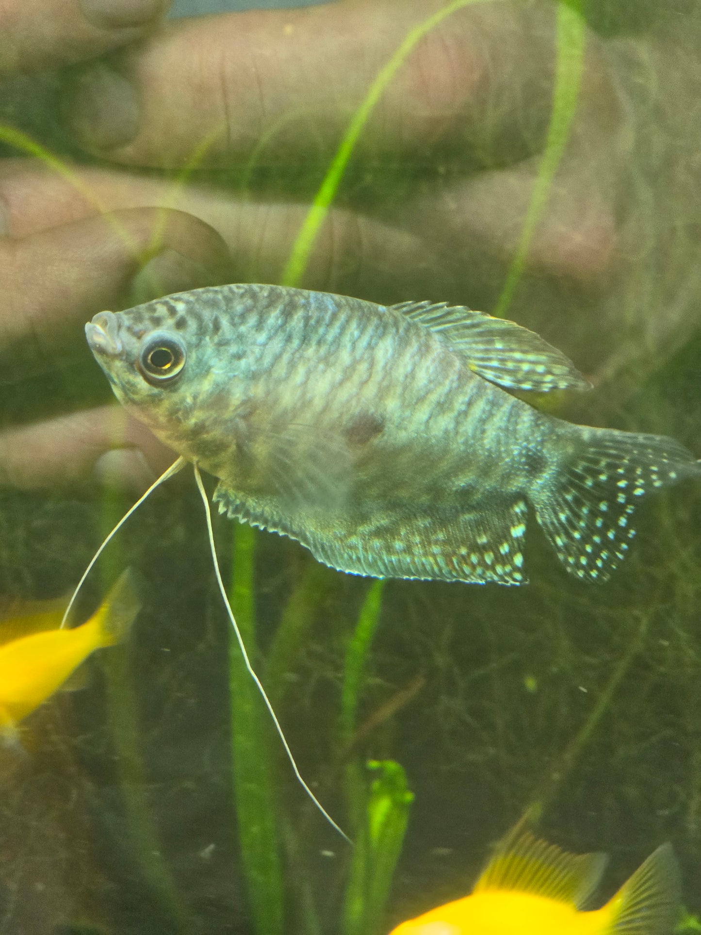 Opaline gourami