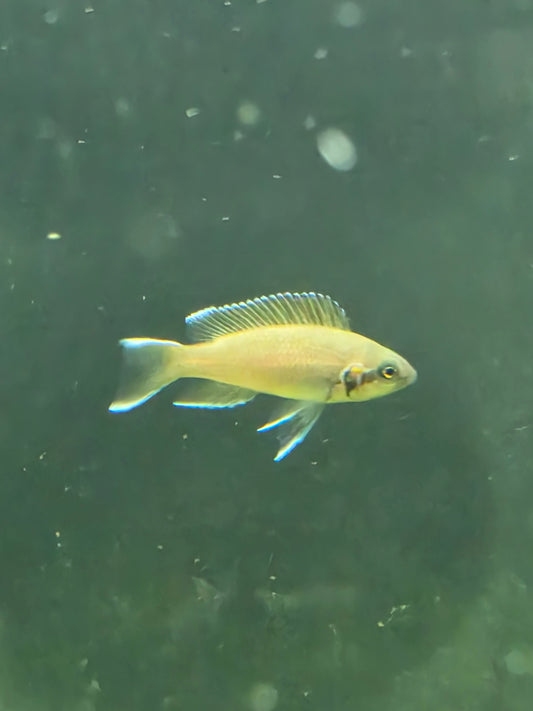 Brichardi cichlid