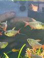 Red & blue Colombian tetra