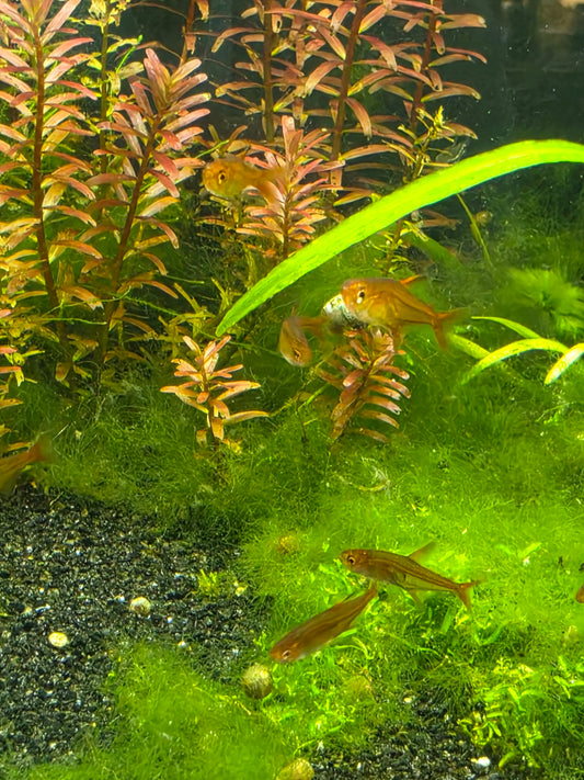 Ember tetra