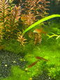 Ember tetra