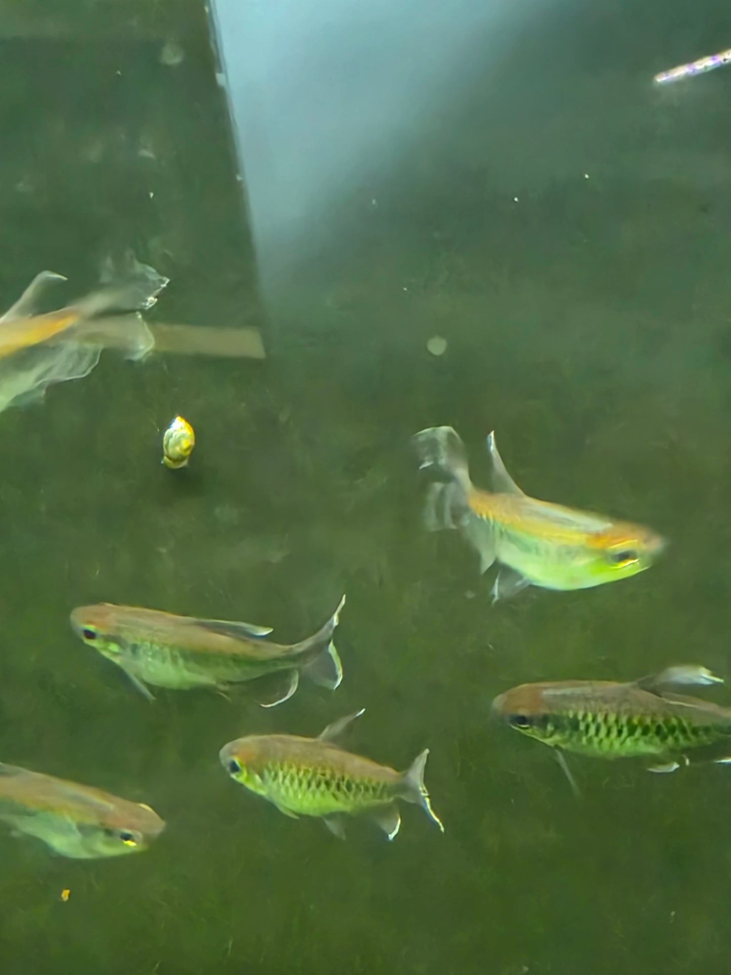 Congo tetra