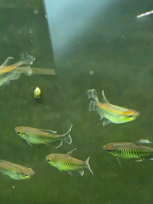 Congo tetra