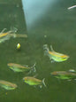 Congo tetra