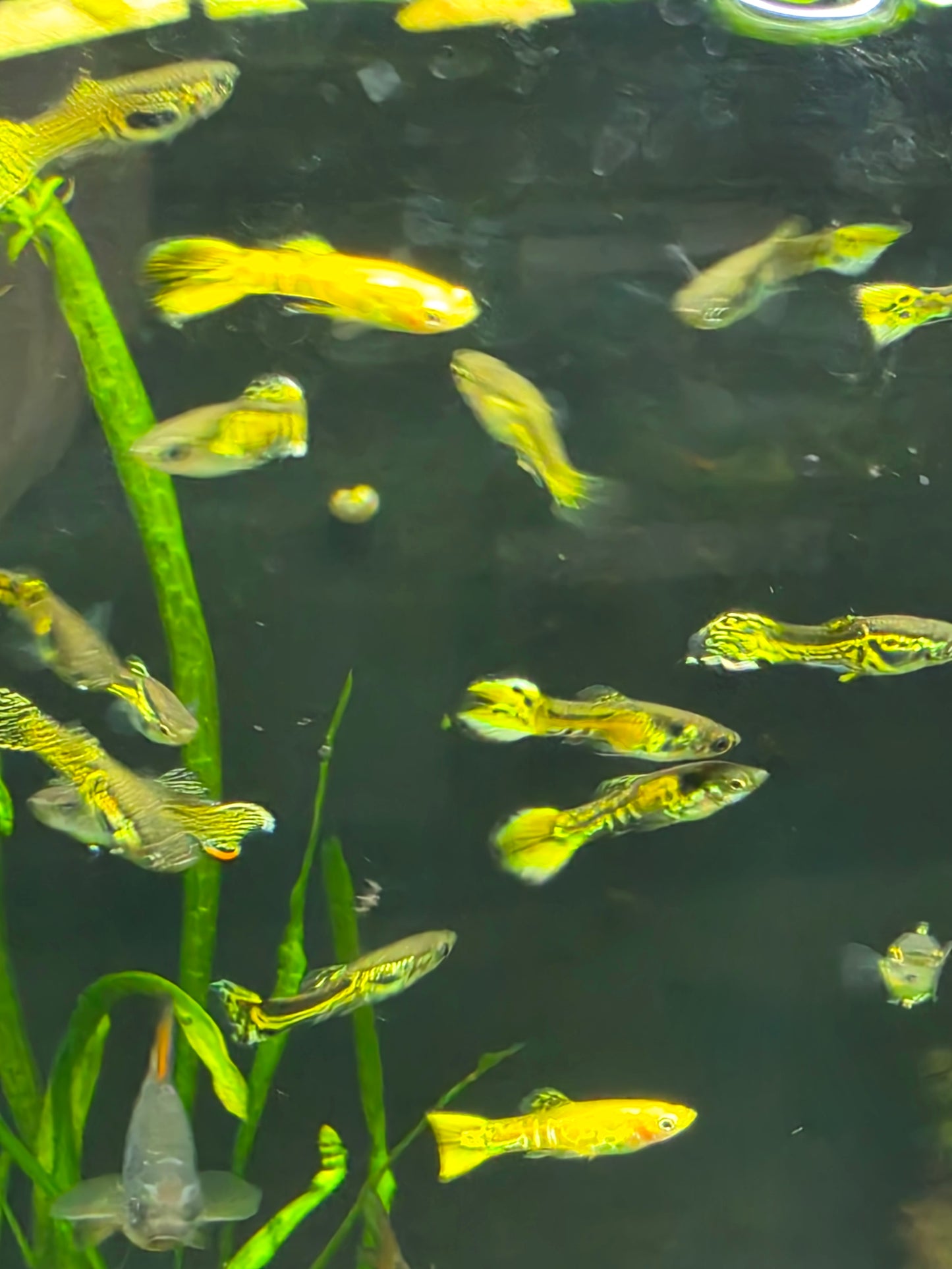 Assorted endler guppy