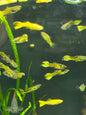 Assorted endler guppy