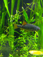 Checkered barb