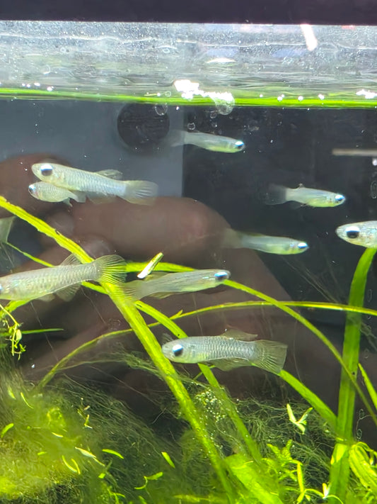 Norman's lampeye killifish