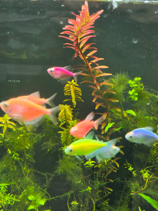 Assorted glofish tetra