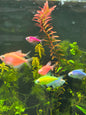 Assorted glofish tetra