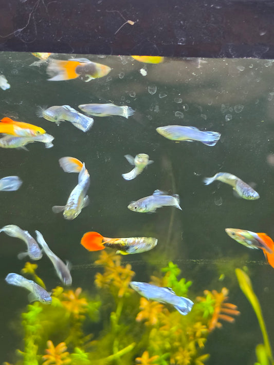 Assorted male guppy