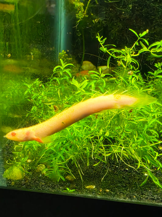 Albino Senegal bichir