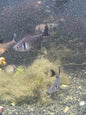 Black phantom tetra