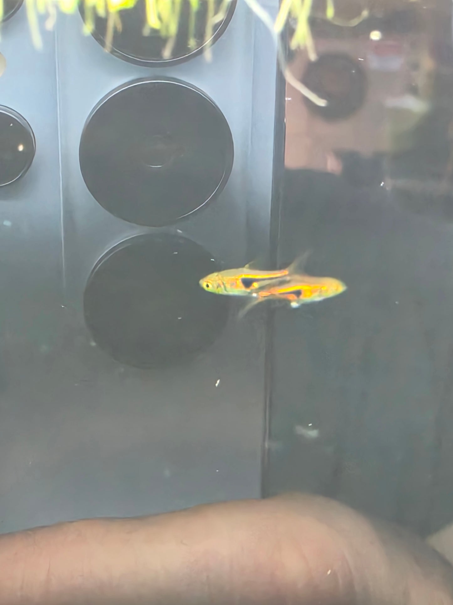 Lambchop rasbora