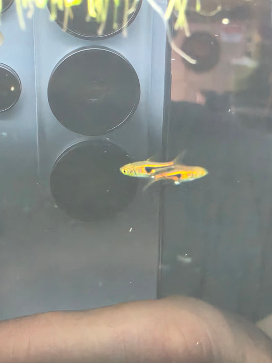 Lambchop rasbora