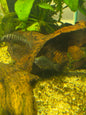 Tropheus Moorii 'firecracker'