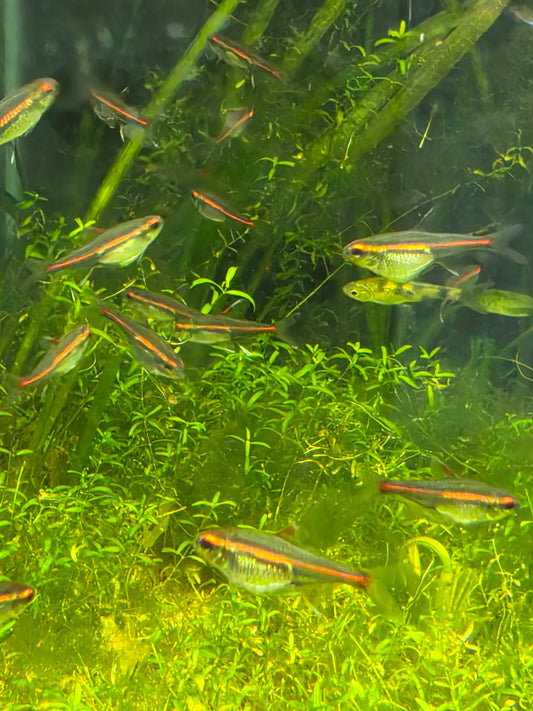 Glowlight tetra