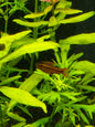Cherry barb