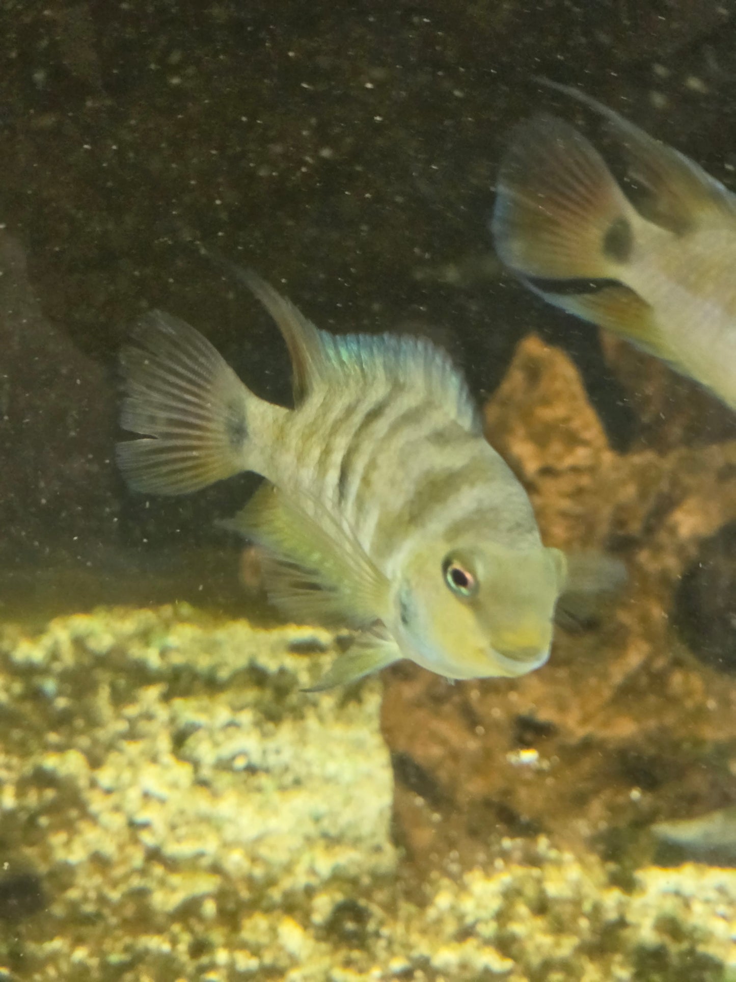 Convict cichlid
