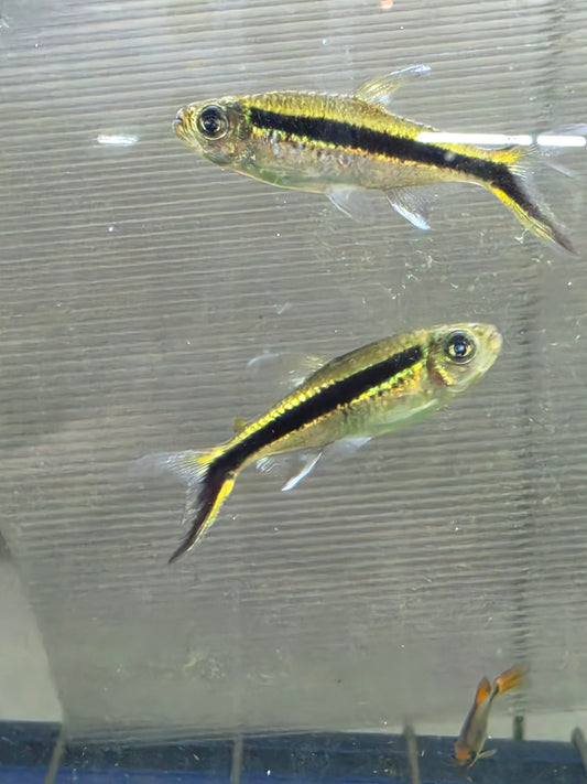 Penguin tetra