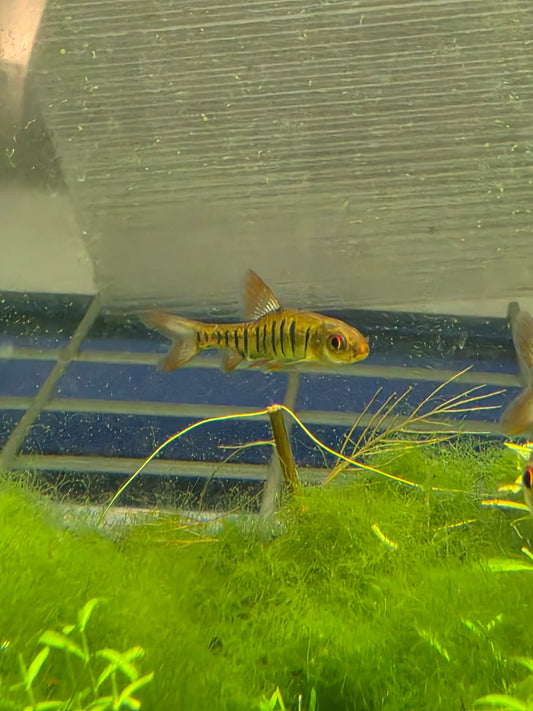 African banded barb