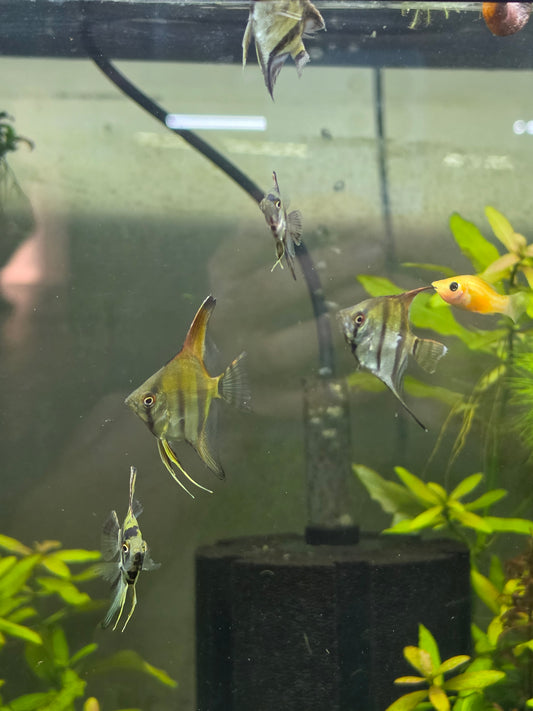 Assorted angelfish - small