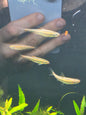 Rainbow shiner