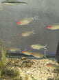 Rummynose tetra
