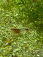Red rili neocaridina