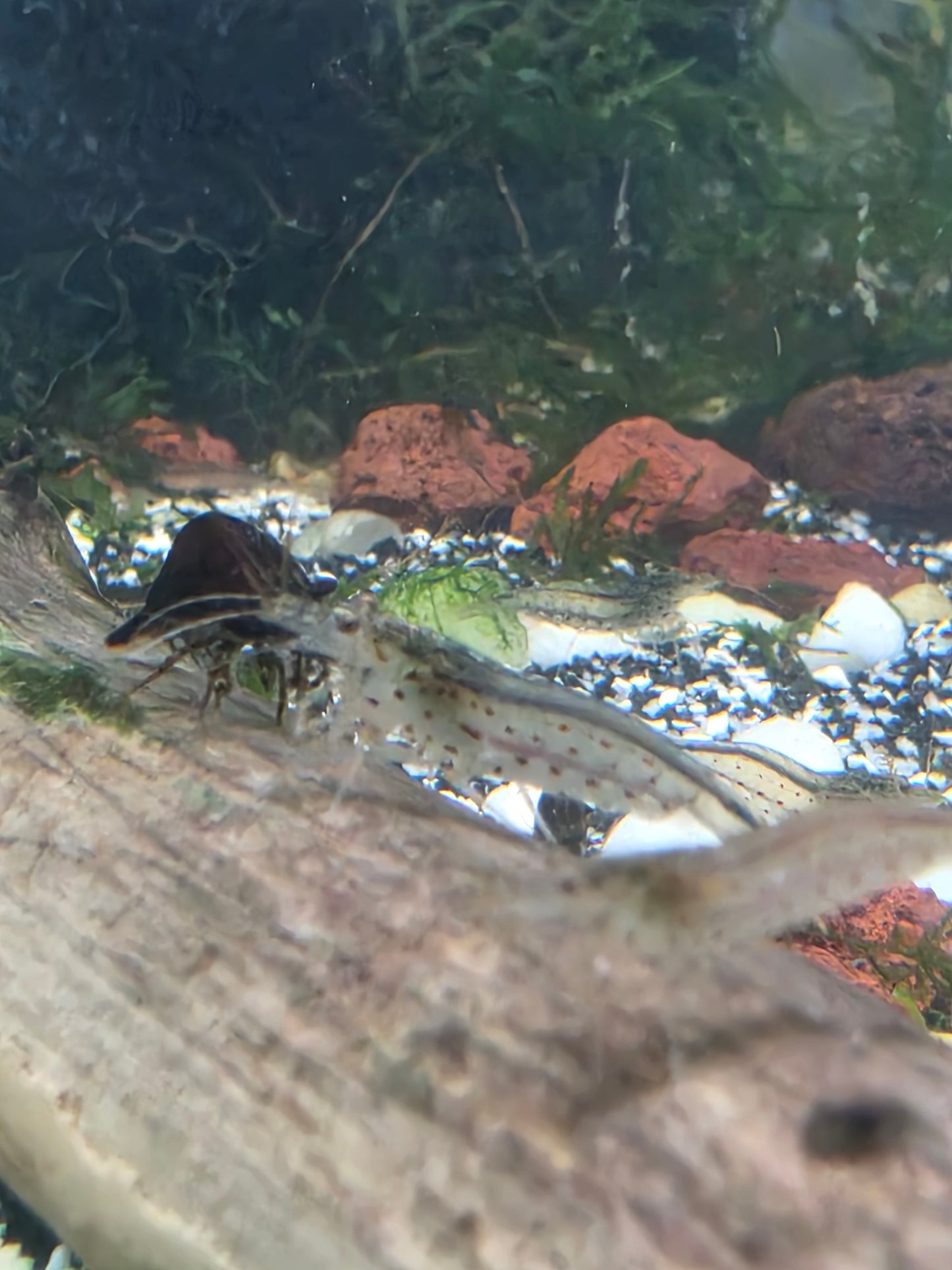 Amano shrimp - large