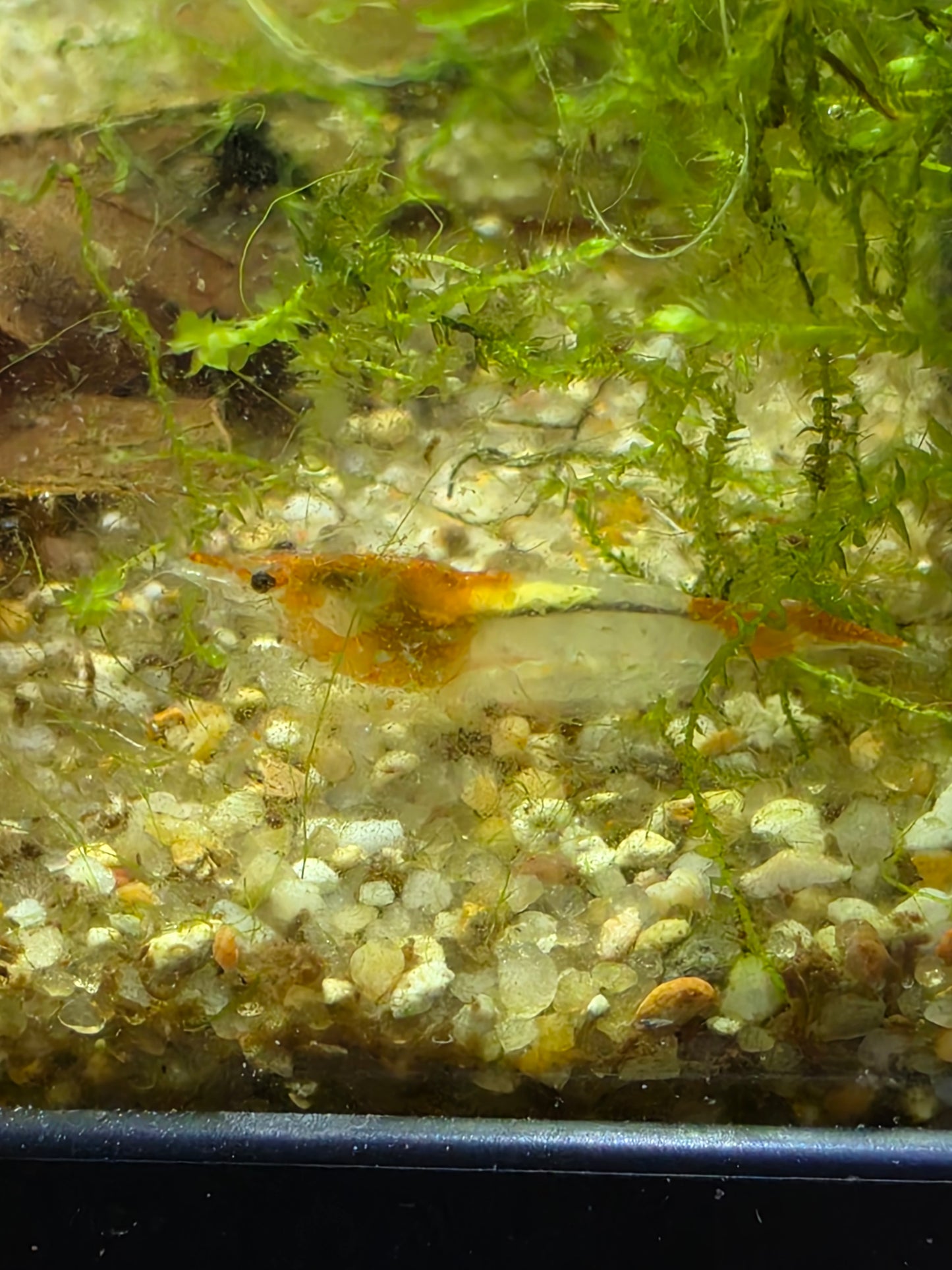 Orange rili neocaridina