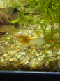 Orange rili neocaridina