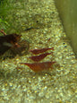 Red cherry neocaridina