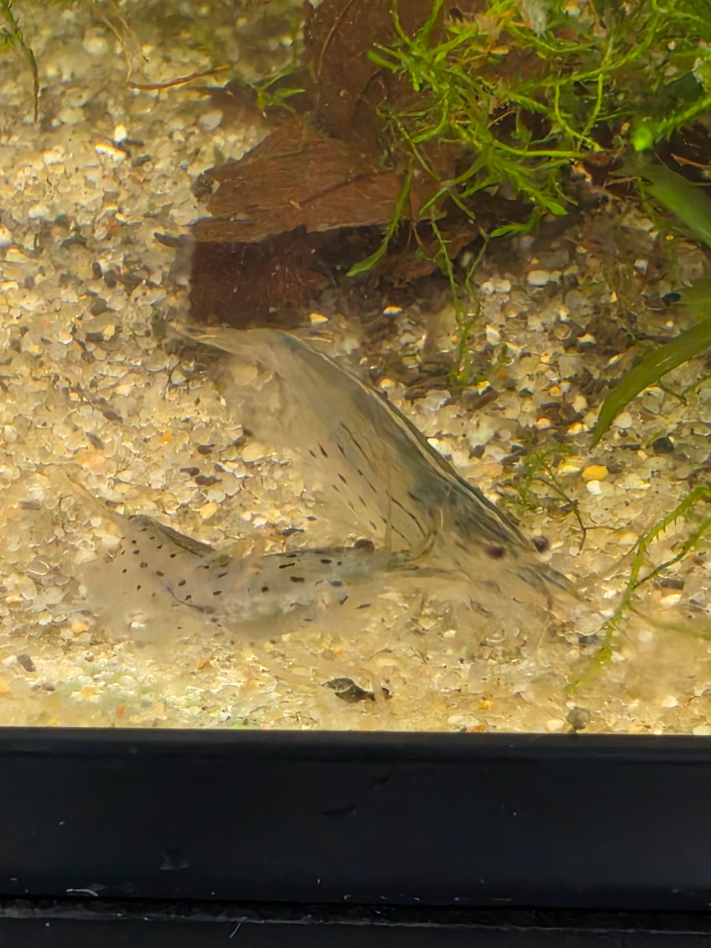 Amano shrimp - small