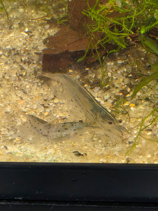 Amano shrimp - small