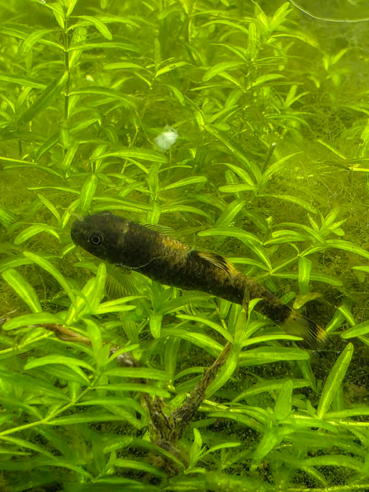 Panda garra