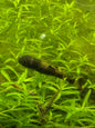 Panda garra