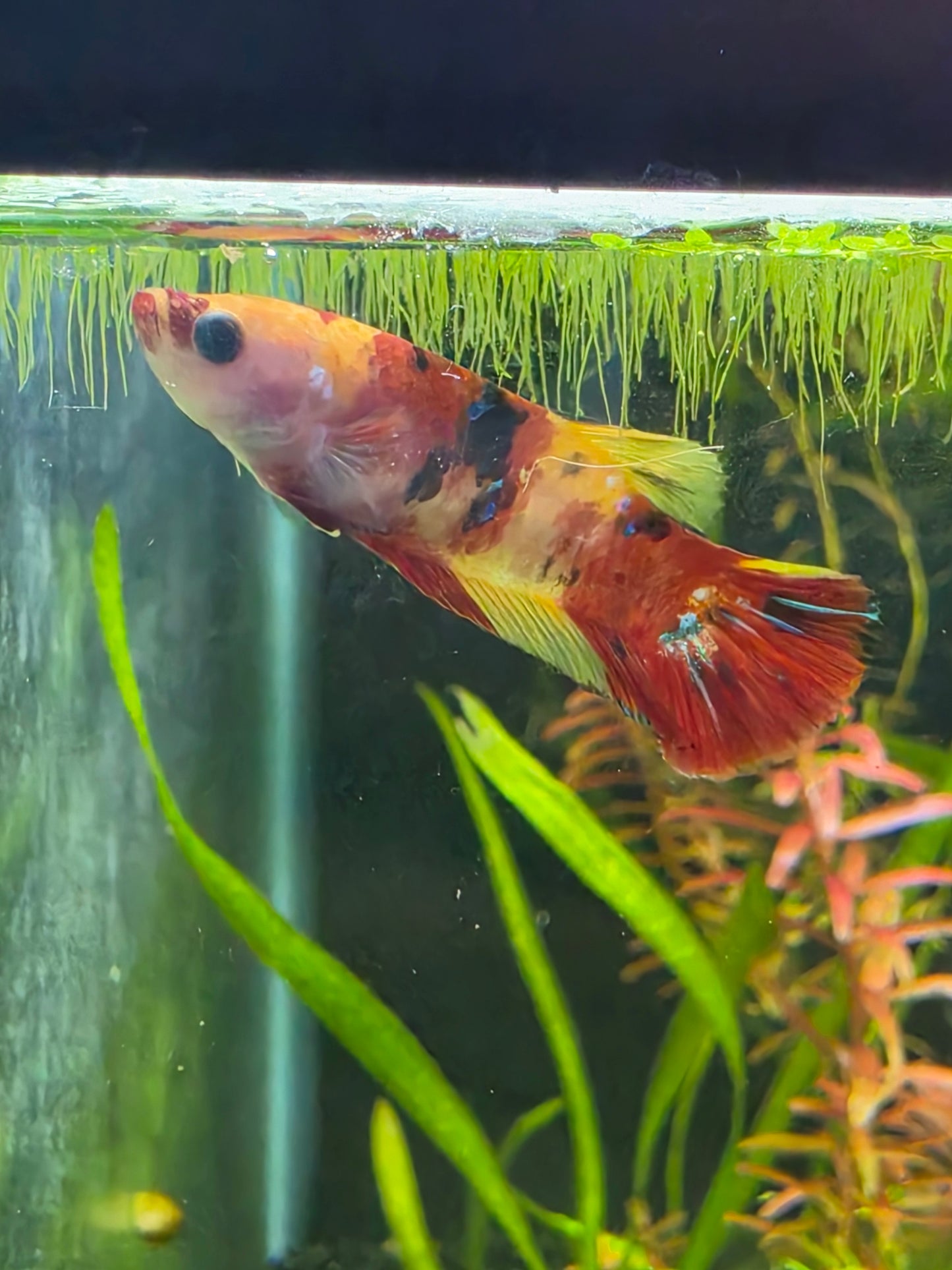 Koi betta - male
