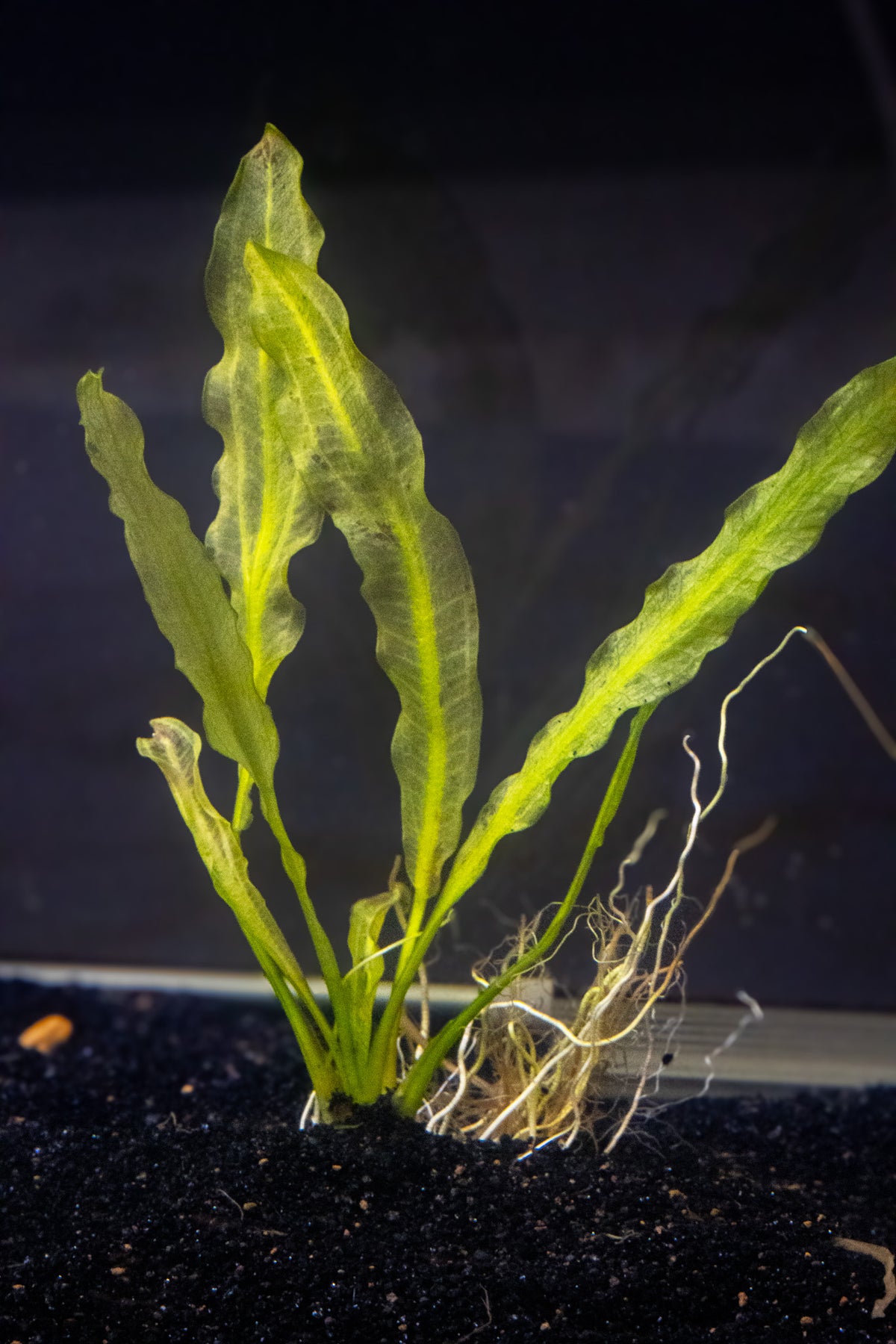 Aponogeton Crispus