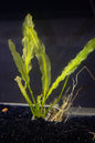 Aponogeton Crispus