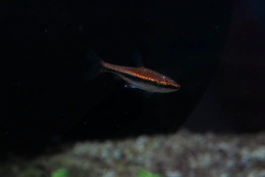Beckford’s Pencilfish