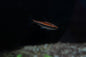 Beckford’s Pencilfish