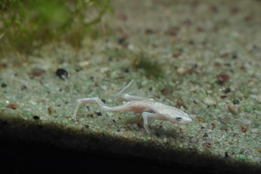 Blonde African Dwarf Frog