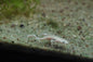 Blonde African Dwarf Frog