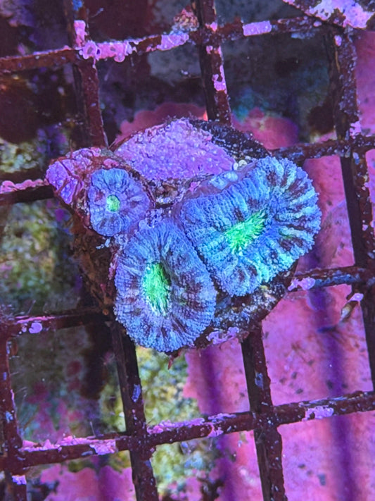 Blue Acan Lord
